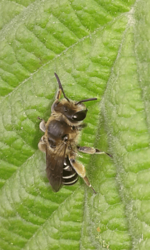 Andrena sp. (Apidae Andreninae)?